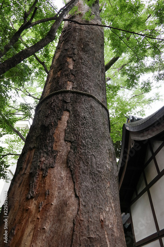 川越氷川神社のご神木