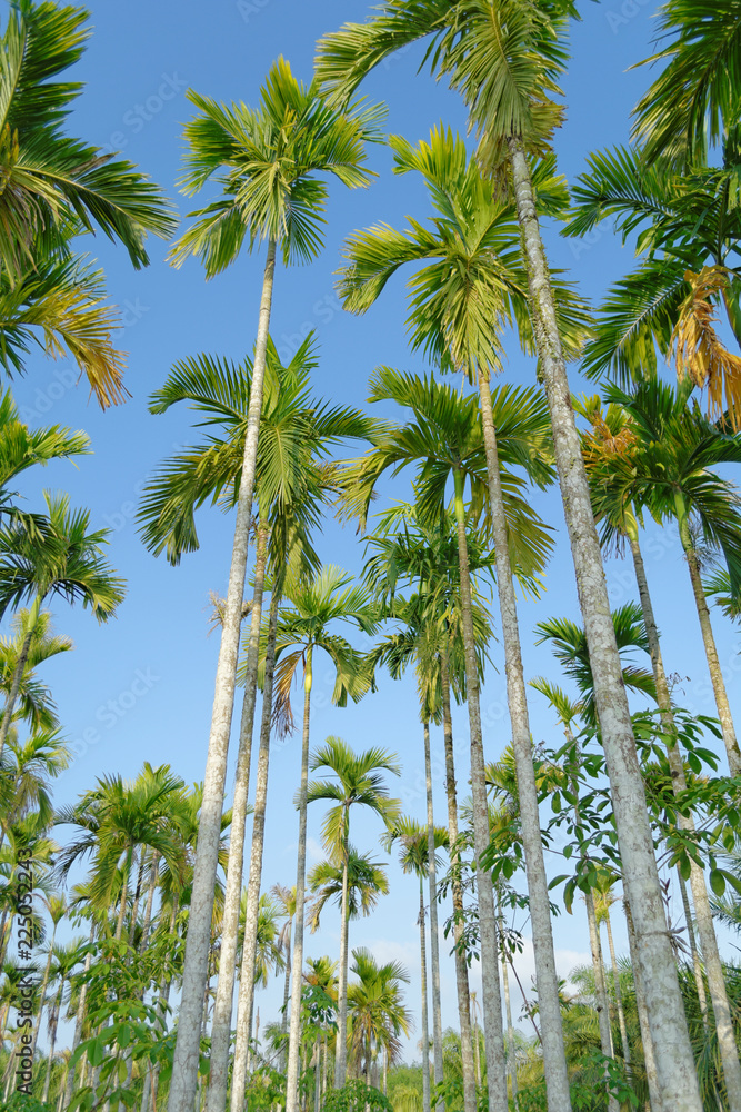 bottom view of betel palm tree with blue sky background bottom view of betel palm tree with blue sky background