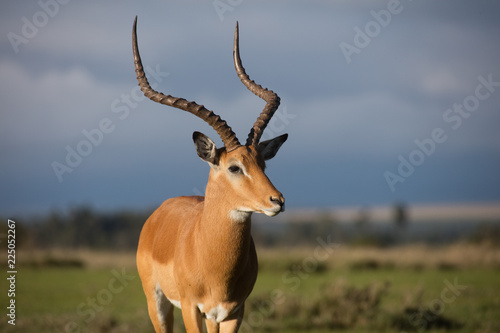 Portrait of a male impala against blue and green background