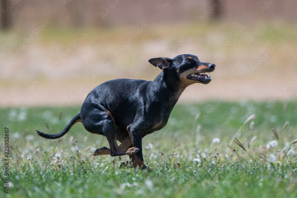 Small black dog running in a tuck on the grass chasing a lure Small black dog running in a tuck on the grass chasing a lure