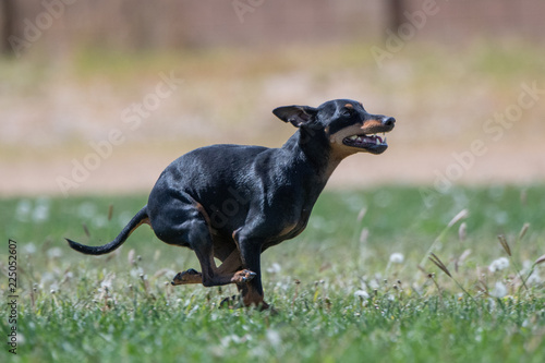Small black dog running in a tuck on the grass chasing a lure