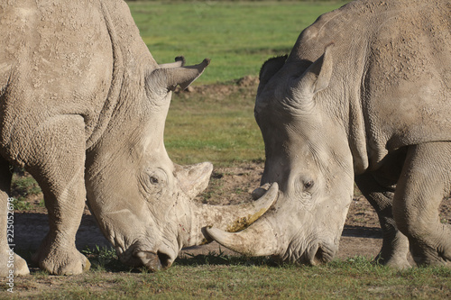 Two white rhinoceroses face off