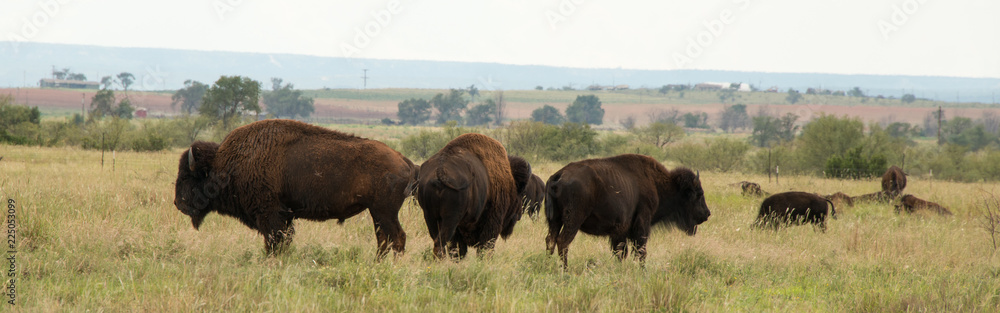 Bison in Caprock Canyon State Park