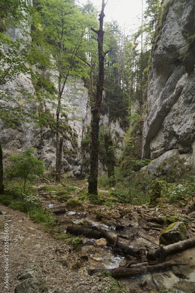 Fototapeta premium The colors of nature - landscape with a wild forest