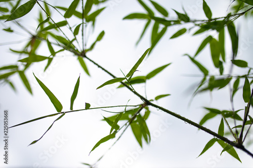 blurry water droplets on bamboo leaves after raining