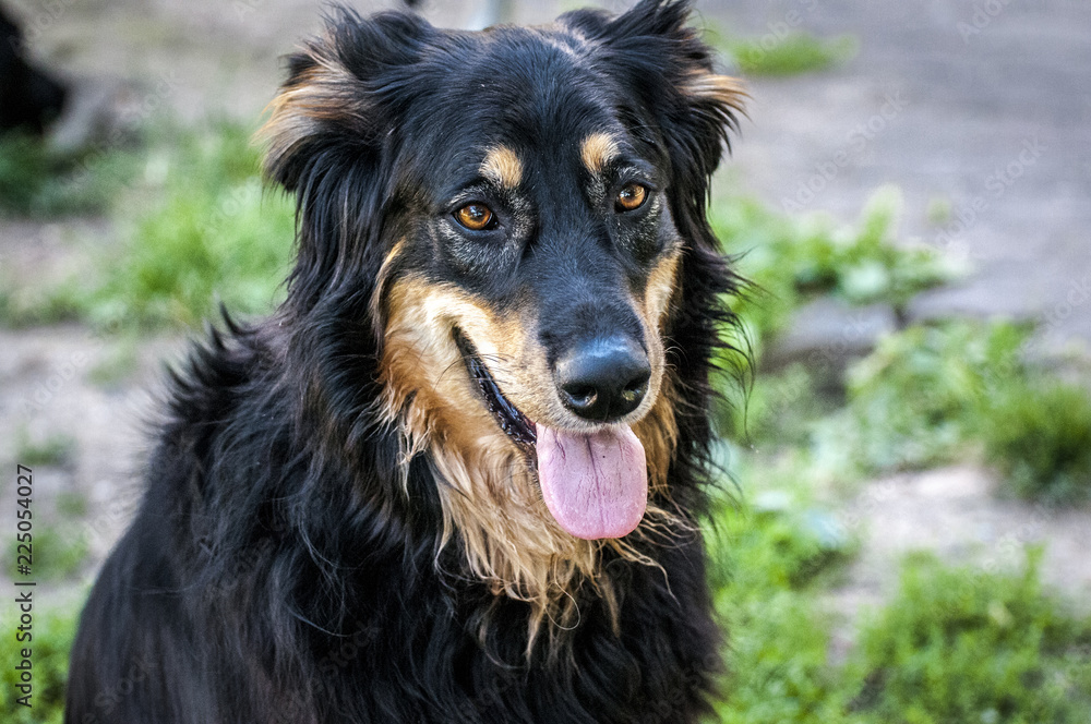 Cani giocano nel parco Cani giocano nel parco