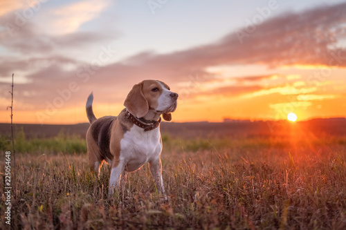 Fototapeta Naklejka Na Ścianę i Meble -  Beagle dog on the background of a beautiful autumn sunset