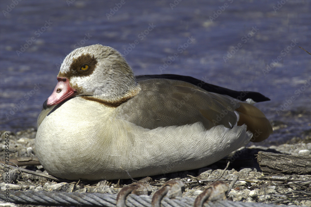 Obraz premium Egyptian Goose