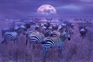 Keuken achterwand Purper Zebra's in Afrikaanse savanne bij nacht  © delbars