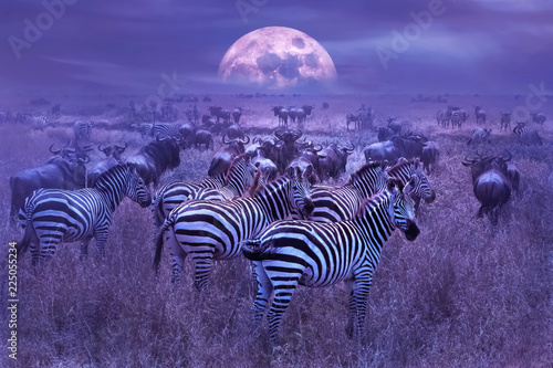 Zebras in the African savannah. Night lunar African landscape. Wildlife of Africa.