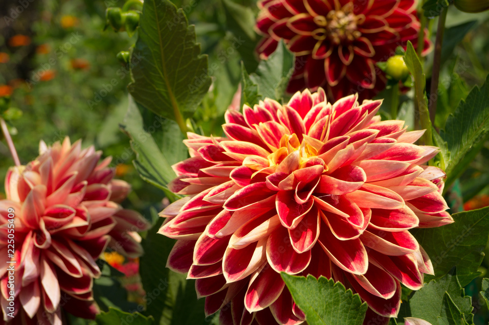 Fiori di Dalia Fiori di Dalia