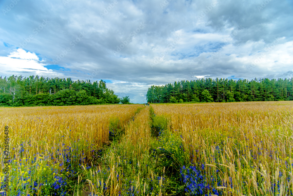 Fototapeta premium field 