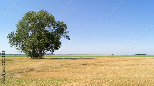 Alberi solitari in una campagna assolata photo