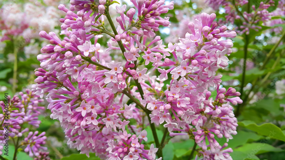 Beautiful blossoming lilac flowers