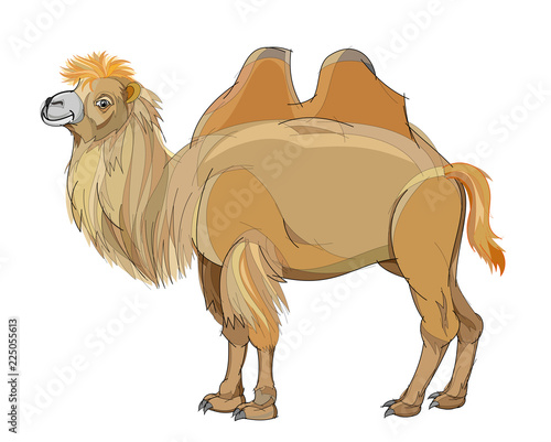 Fantasy illustration of cute Bactrian camel on white background. Hand-drawn vector image.