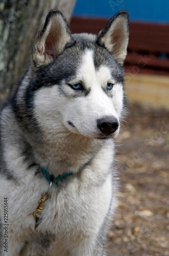 siberian husky