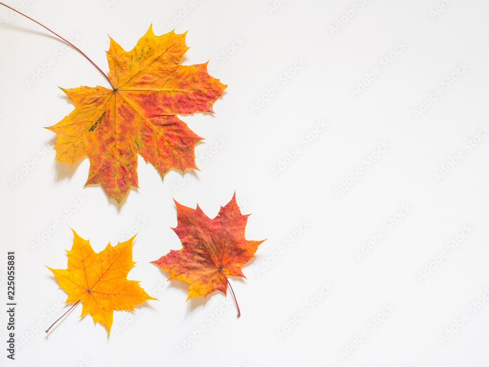 Autumn composition of yellow maple leaves on white background. Flat lay, top view, copy space Autumn composition of yellow maple leaves on white background. Flat lay, top view, copy space