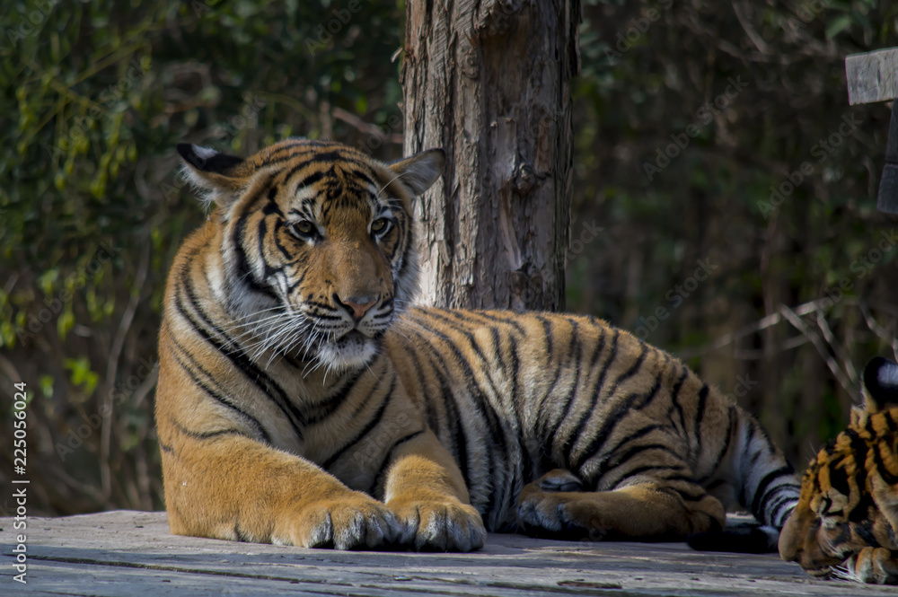 Obraz premium tiger in zoo