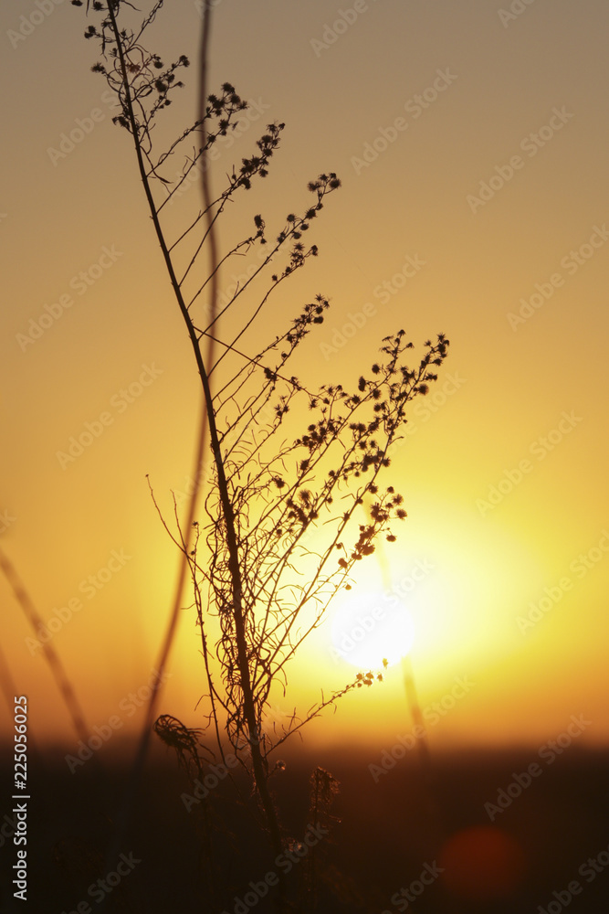 Obraz premium Sunday