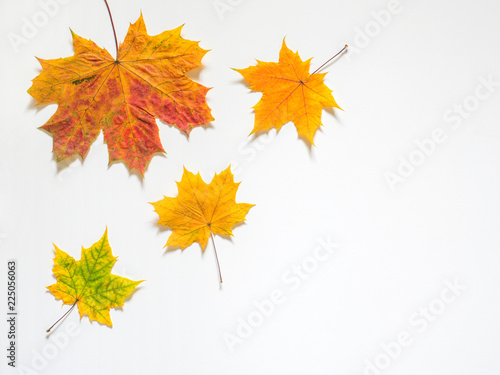 Autumn composition of yellow maple leaves on white background. Flat lay, top view, copy space