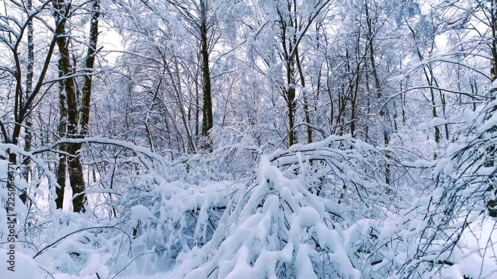 Snowy branches in forest. Winter fairy background Snowy branches in forest. Winter fairy background
