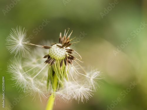Fototapeta Naklejka Na Ścianę i Meble -  Dandelion with seeds blowing away, spring flower