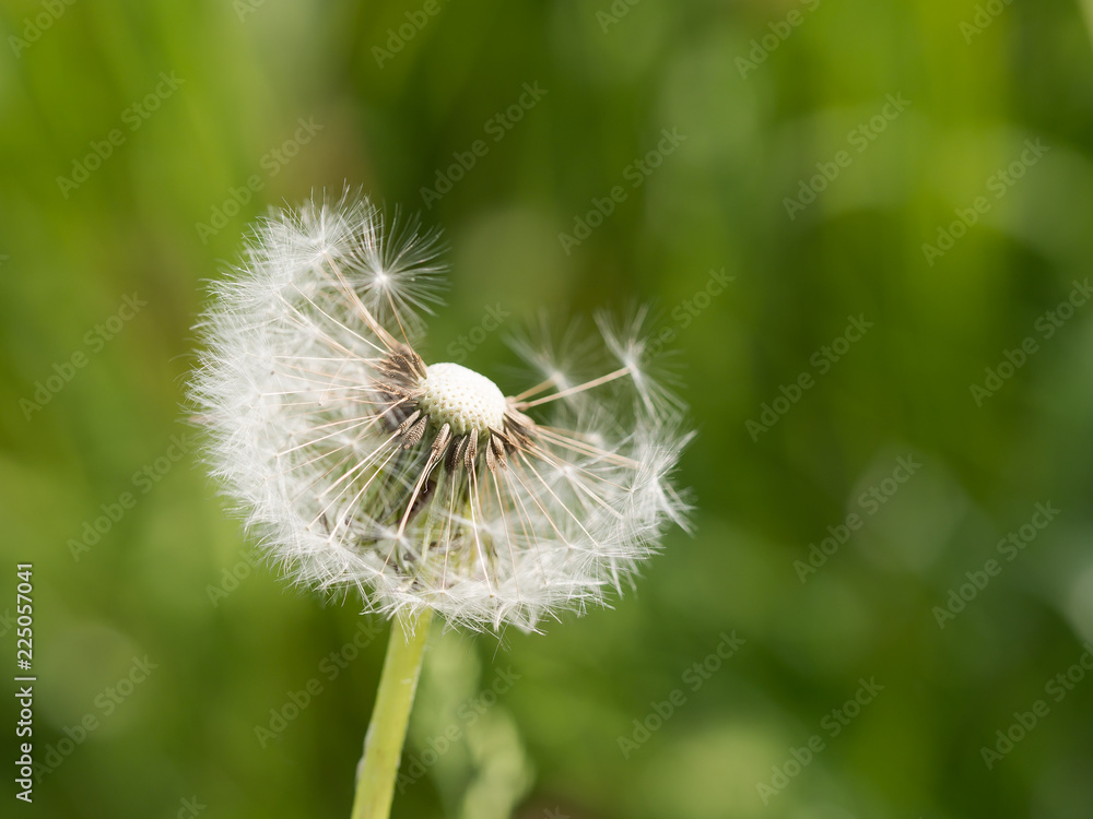 Dandelion with seeds blowing away, spring flower