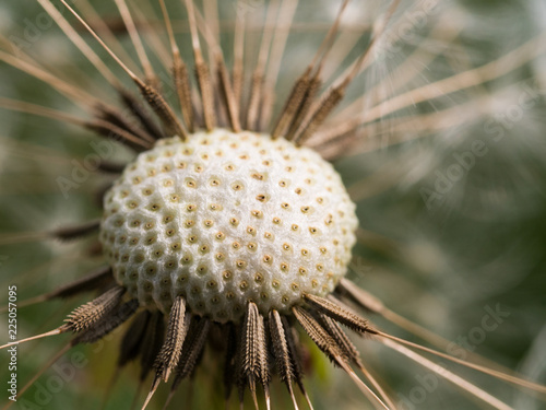 Fototapeta Naklejka Na Ścianę i Meble -  Macro of dandelion flower with seeds
