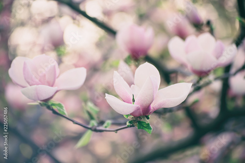 Blossoming of pink magnolia flowers in spring time  floral background