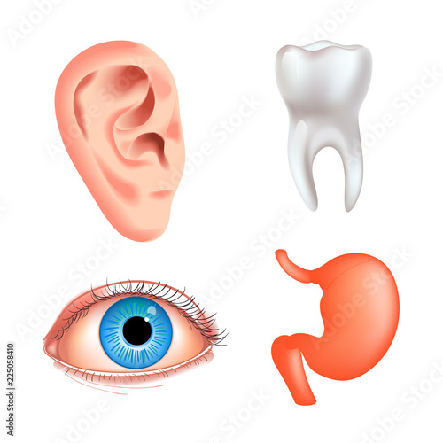 Vector internal organs icon set