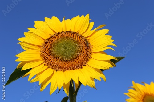 Fototapeta Naklejka Na Ścianę i Meble -  Sonnenblume, Nahaufnahme