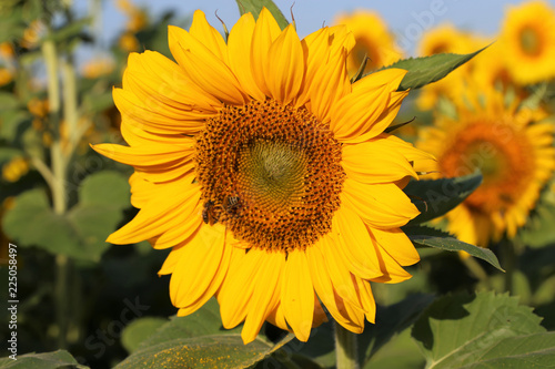 Sonnenblume  Nahaufnahme