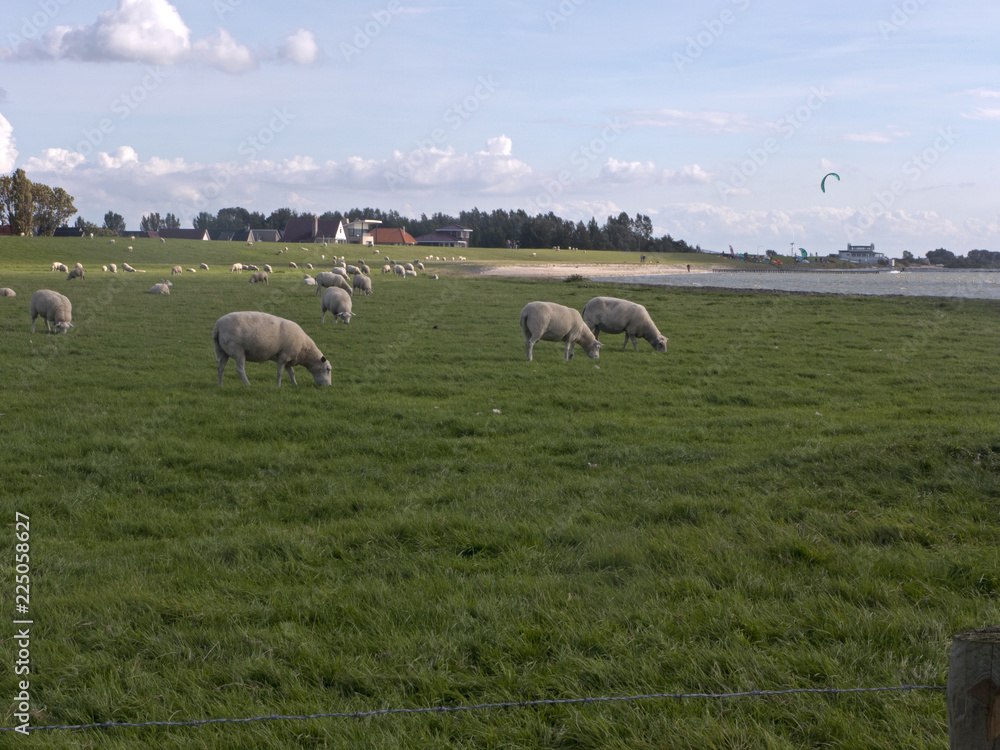 Fototapeta premium Schafe auf einer Wiese bei Hindeloopen am Ufer des IJsselmeer in Niederlande