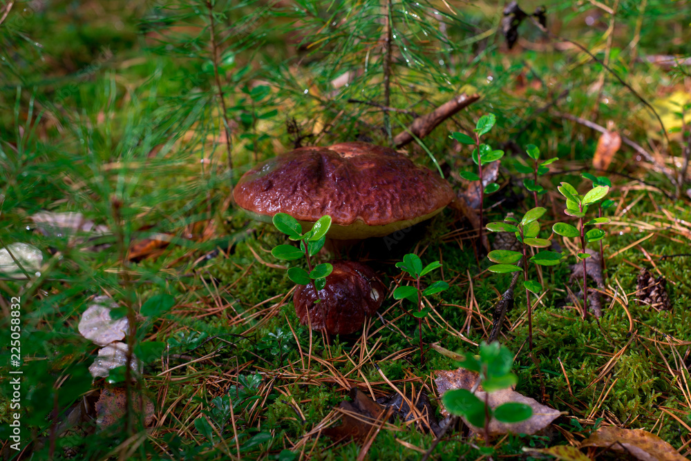 Mushroom grows in the forest Mushroom grows in the forest
