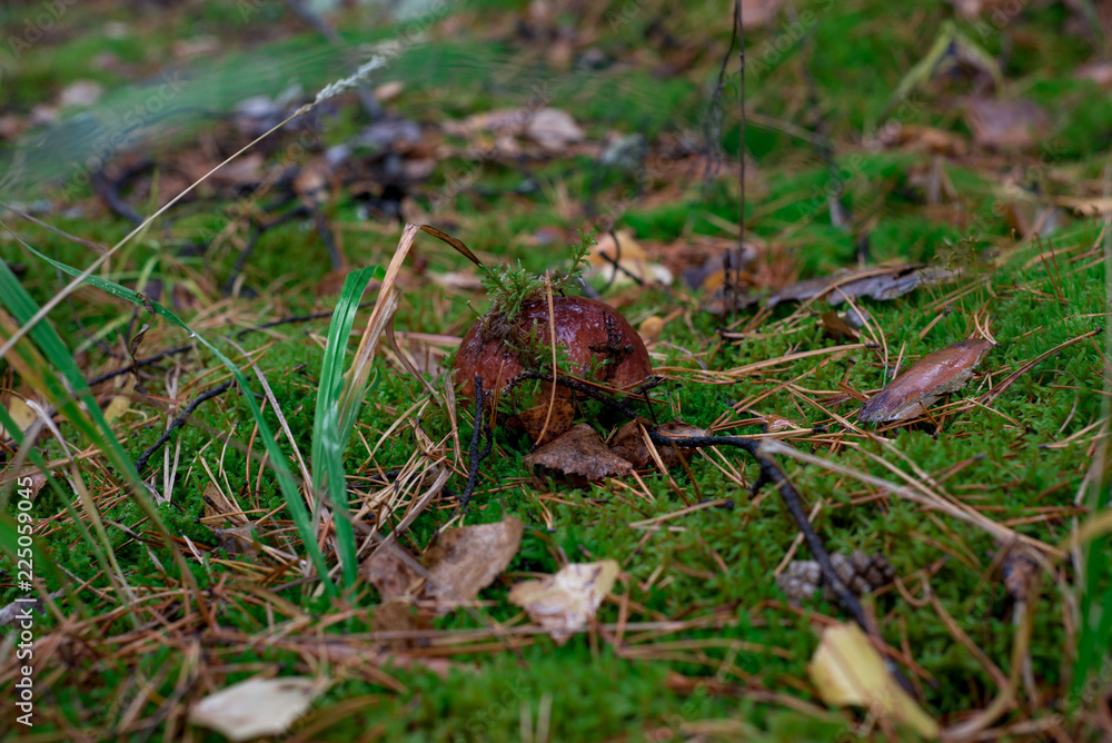 Mushroom grows in the forest