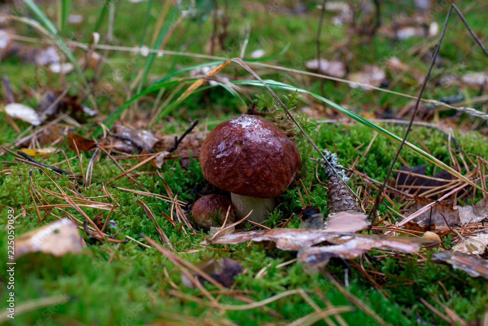 Mushroom grows in the forest Mushroom grows in the forest