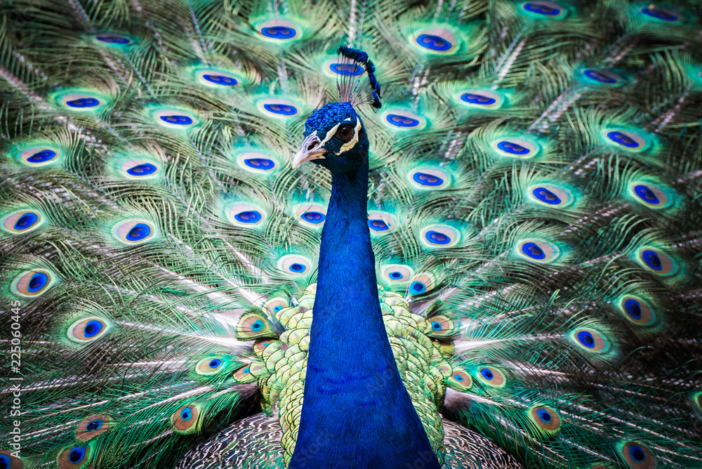 Obraz premium Pfau