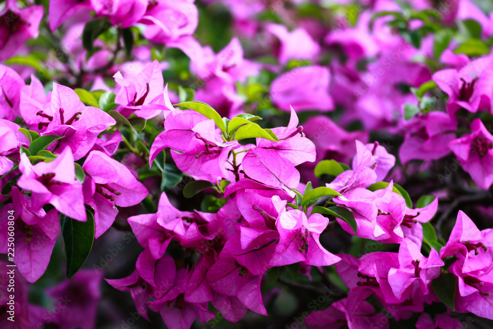 bougainvillea, Paper Flower for natural background