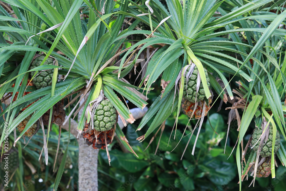 Obraz premium screw Pine (Pandanus tectorius or Pandanus odoratissimus) on the beach near sea