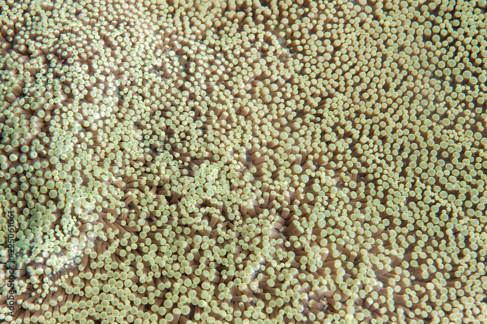 Close up view of sea anemone and its tentacles Close up view of sea anemone and its tentacles