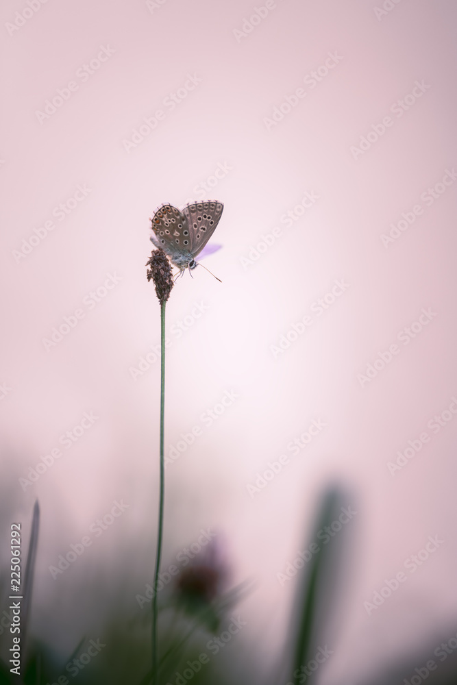 Fototapeta premium Petit papillon sur une tige