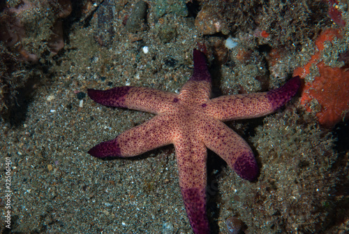 Red Starfish