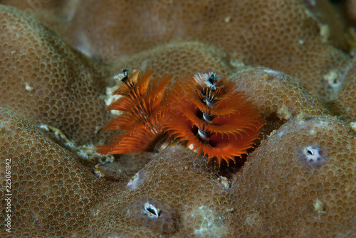 Christmas Tree Worm Spirobranchus giganteus photo