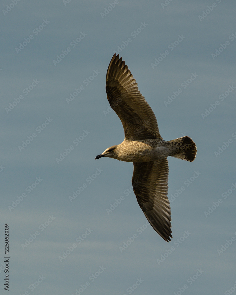 Obraz premium Seagull flies above looking down for food