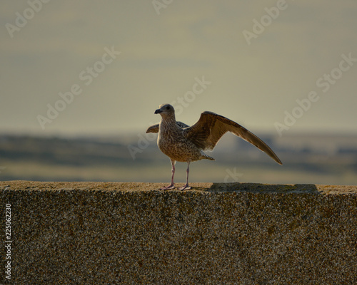 Seagull about to take off