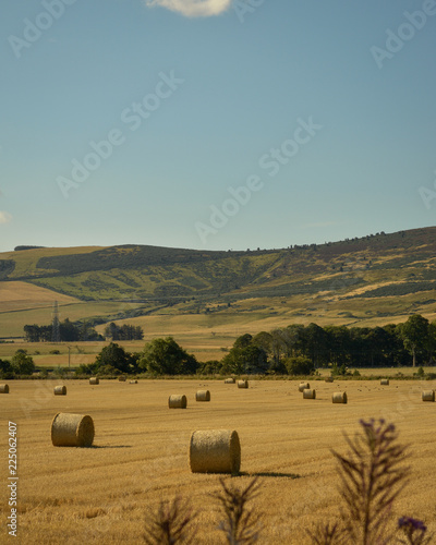 Wheat rolls in the countryside