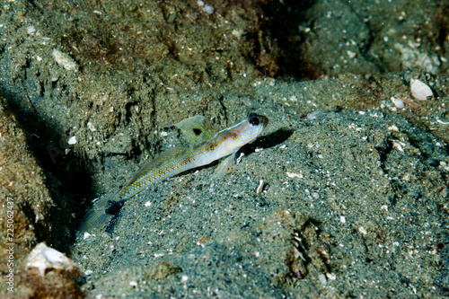 Yellow-Pepper Shrimp-Goby Vanderhorstia sp7 photo