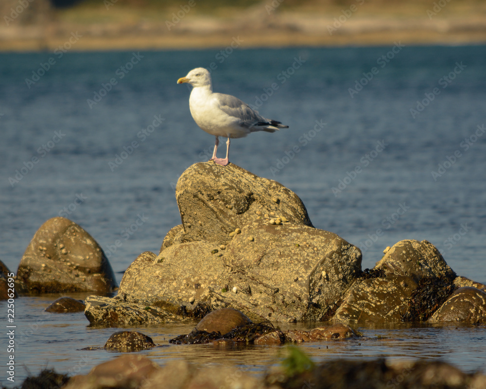 Seagull on top of a rock in the sea Seagull on top of a rock in the sea
