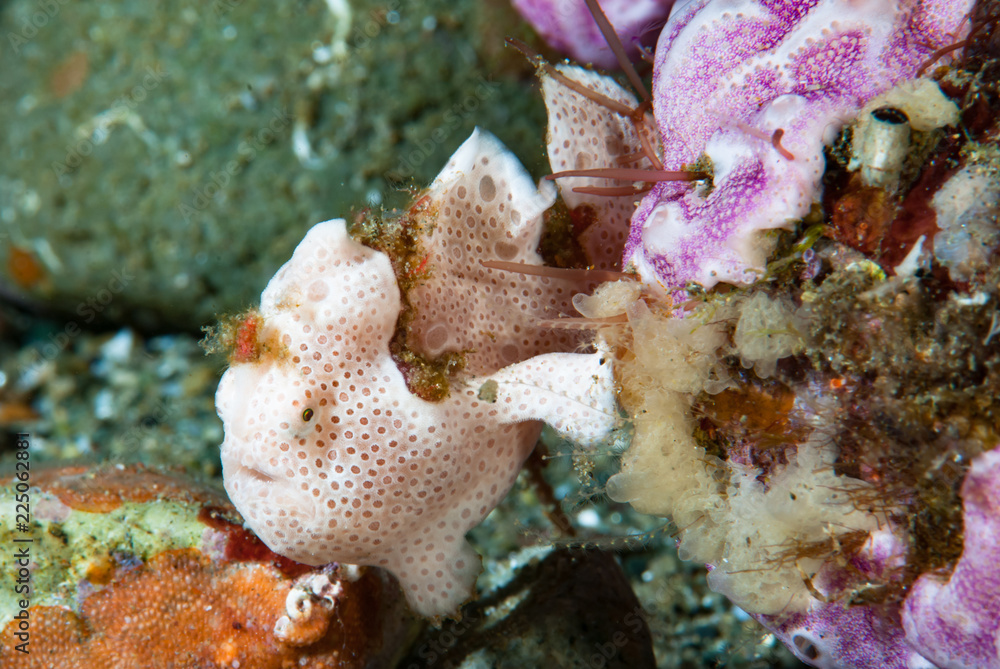 Painted frogfish Antennarius pictus Juvenile Painted frogfish Antennarius pictus Juvenile