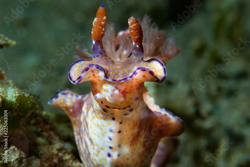 Ceratosoma tenue nudibranch photo